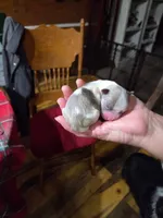 Toby, a male Yorkshire Terrier for sale in Hattieville, AR – Photo 3 of 4