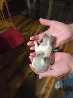 Toby, a male Yorkshire Terrier for sale in Hattieville, AR – Photo 4 of 4