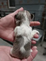 Toby, a male Yorkshire Terrier for sale in Hattieville, AR – Photo 2 of 4