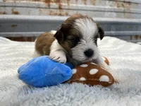 Larry, a male Shorkie for sale in Hattieville, AR – 7 of 8