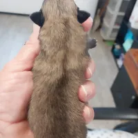 Jody, a male Pomeranian for sale in Hattieville, AR – Photo 7 of 8