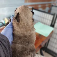 Jody, a male Pomeranian for sale in Hattieville, AR – Photo 6 of 8