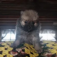 Jody, a male Pomeranian for sale in Hattieville, AR – Photo 3 of 8