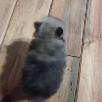 Jody, a male Pomeranian for sale in Hattieville, AR – Photo 4 of 8