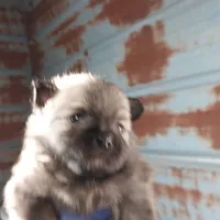 Jody, a male Pomeranian for sale in Hattieville, AR – Photo 5 of 8