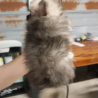 Jody, a male Pomeranian for sale in Hattieville, AR – Photo 2 of 8