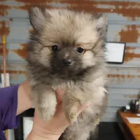 Jody, a male Pomeranian for sale in Hattieville, AR – Photo 1 of 8