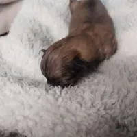 Jody, a male Pomeranian for sale in Hattieville, AR – Photo 8 of 8