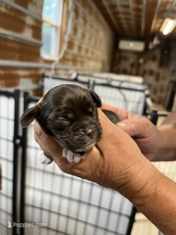 Brandy – Cocker Spaniel puppy for sale in Hattieville, AR