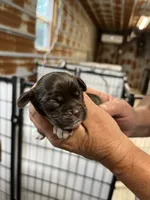 Brandy, a female Cocker Spaniel for sale in Hattieville, AR – 1 of 3