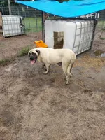 Miss Kitty, a female English Mastiff for sale in Hattieville, AR – 3 of 3