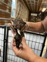 Sandy, a female Cocker Spaniel for sale in Hattieville, AR – 3 of 3