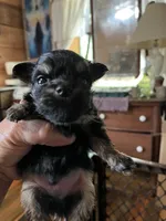 Bobby, a male Chorkie for sale in Hattieville, AR – 4 of 8
