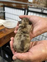 Tim, a male Pomeranian for sale in Hattieville, AR – 2 of 2