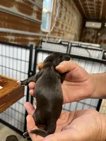 Brandy, a female Cocker Spaniel for sale in Hattieville, AR – 3 of 3