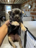 Mitsy, a female Yorkipoo and Maltese for sale in Hattieville, AR – 3 of 3