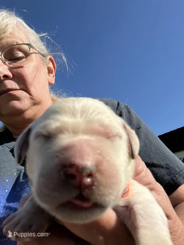 Sammy – Goldendoodle puppy for sale in Hattieville, AR