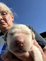 Sammy, a male Goldendoodle for sale in Hattieville, AR – Photo 1 of 2