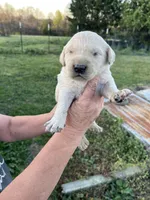 Sammy, a male Goldendoodle for sale in Hattieville, AR – Photo 7 of 9
