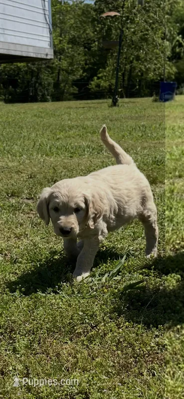 Sammy – Goldendoodle puppy for sale in Hattieville, AR