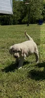 Sammy, a male Goldendoodle for sale in Hattieville, AR – Photo 1 of 9