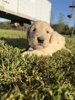 Sammy, a male Goldendoodle for sale in Hattieville, AR – Photo 5 of 9