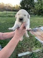 Sammy, a male Goldendoodle for sale in Hattieville, AR – Photo 6 of 9