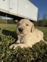 Sammy, a male Goldendoodle for sale in Hattieville, AR – Photo 4 of 9