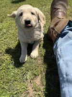 Sammy, a male Goldendoodle for sale in Hattieville, AR – Photo 2 of 9
