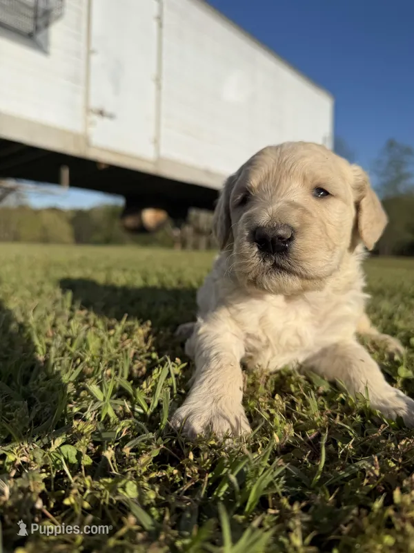 Sammy – Goldendoodle puppy for sale in Hattieville, AR