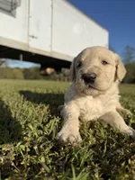 Sammy, a male Goldendoodle for sale in Hattieville, AR – Photo 3 of 9