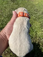 Sammy, a male Goldendoodle for sale in Hattieville, AR – Photo 2 of 2