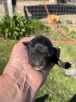 Donna, a female Goldendoodle for sale in Hattieville, AR – Photo 2 of 2