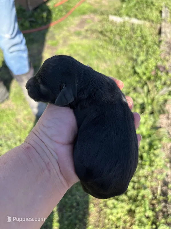 Donna – Goldendoodle puppy for sale in Hattieville, AR