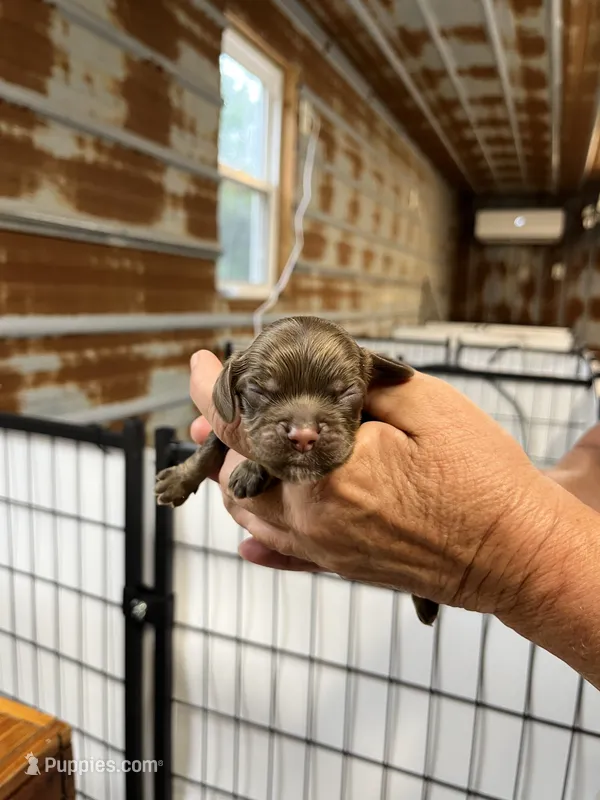 Candy – Cocker Spaniel puppy for sale in Hattieville, AR