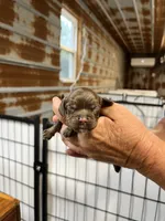 Candy, a female Cocker Spaniel for sale in Hattieville, AR – 1 of 2