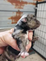 Missy, a female Chihuahua for sale in Hattieville, AR – Photo 1 of 2