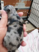 Missy, a female Chihuahua for sale in Hattieville, AR – Photo 2 of 2