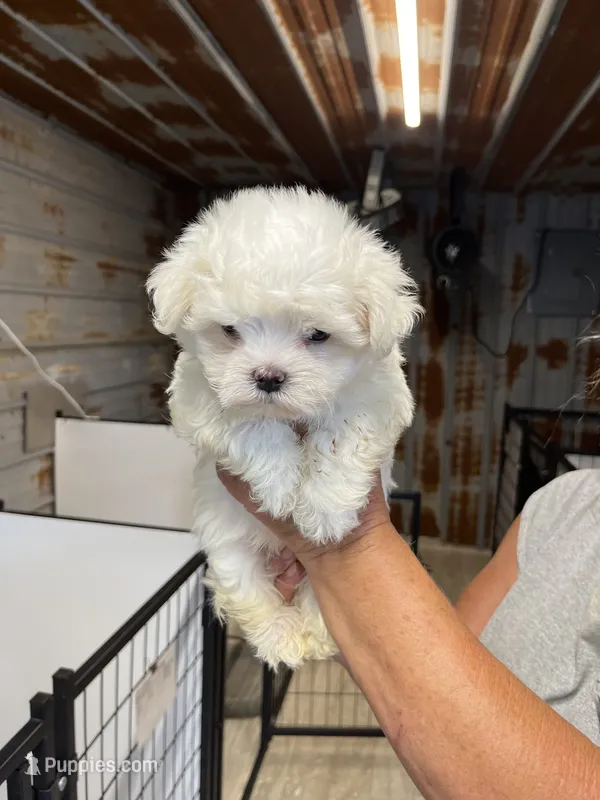Josh – Maltese puppy for sale in Hattieville, AR