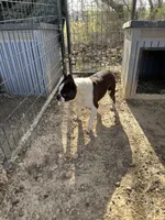 Little Joe, a male Boston Terrier for sale in Hattieville, AR – Photo 2 of 3