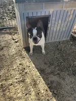Little Joe, a male Boston Terrier for sale in Hattieville, AR – Photo 3 of 3