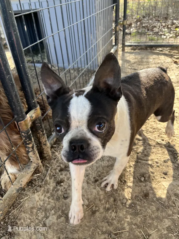Little Joe – Boston Terrier puppy for sale in Hattieville, AR