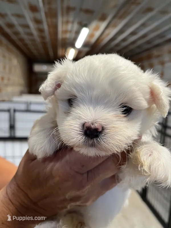 Josh – Maltese puppy for sale in Hattieville, AR