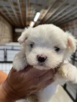 Josh, a male Maltese for sale in Hattieville, AR – 3 of 9