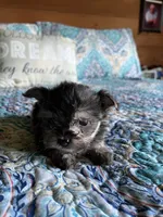 Romeo, a male Chorkie for sale in Hattieville, AR – 4 of 9