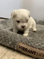 Josh, a male Maltese for sale in Hattieville, AR – 4 of 9