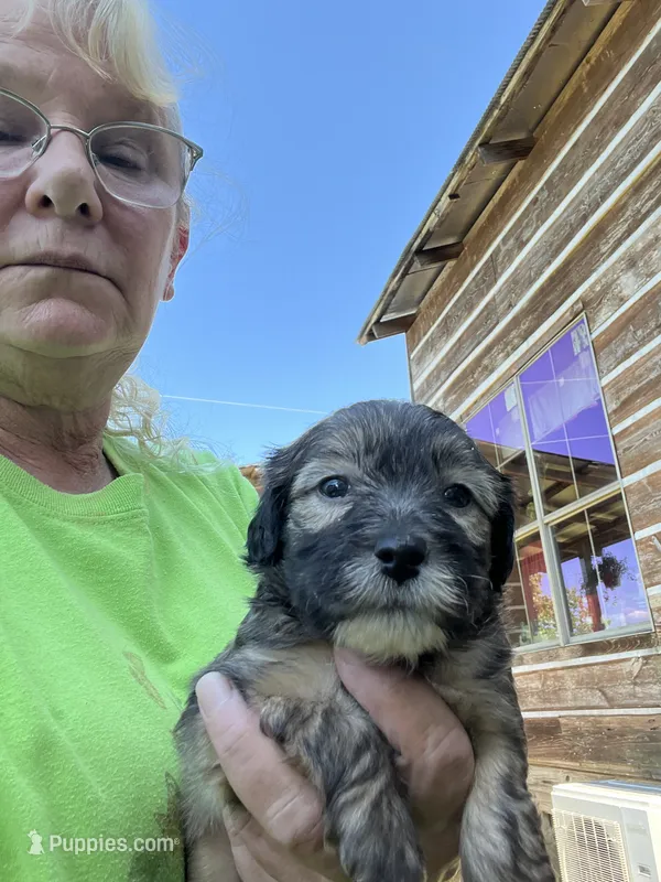 Bo – Yorkipoo, Yorkshire Terrier puppy for sale in Hattieville, AR