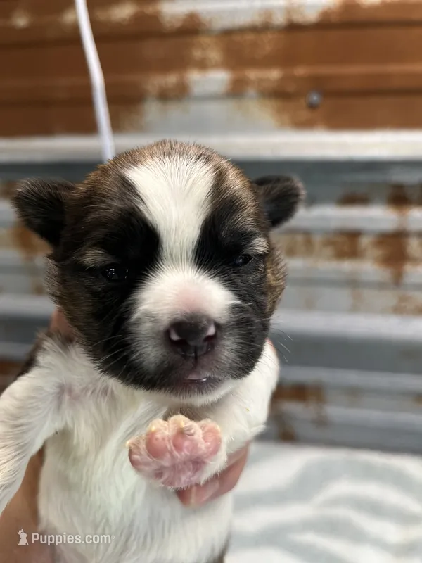 Curly – Shorkie puppy for sale in Hattieville, AR