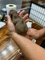 Betty, a female Yorkshire Terrier for sale in Hattieville, AR – 2 of 2