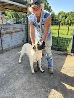 Miss Kitty, a female English Mastiff for sale in Hattieville, AR – 2 of 3